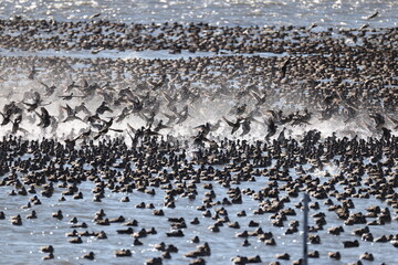 Baikal teal (Sibirionetta formosa), also called the bimaculate duck or squawk duck, is a dabbling duck that breeds in eastern Russia and winters in East Asia. This big floks was photographed in Japan.