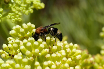 Velvet ant mutillid wasp Mutilla europaea Mutillidae male on yellow Crithmum maritimum Sardinia, Italy