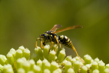 wasp on yellow flower, Paper wasp (Polistes gallicus, Polistes dominulus), side view, Sardinia, Italy.