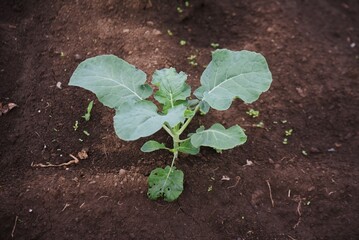 Broccoli cultivation. A nutritious green and yellow vegetable from the Brassicaceae family, the flower buds and stems are edible.
