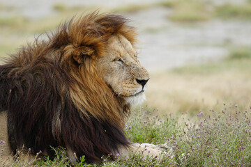 Male lion @ Serengeti