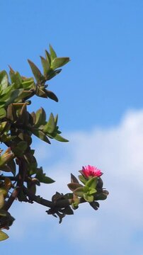 Aptenia Cordifolia Heartleaf Iceplant Against Cloudy Sky - FHD Vertical Video