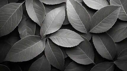 Obraz premium Close-up grayscale leaves; nature background; botanical texture; aesthetic image; suitable for wallpaper