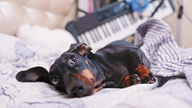 Relaxed dachshund lounging on cozy bed with keyboard in background.