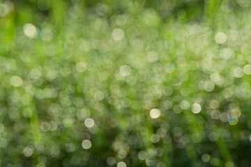 Obraz premium Blurred of fresh grass with dew drops in the morning. Bokeh, blurry, defocused.
