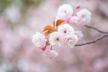 double cherry blossom