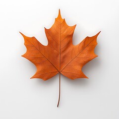 Obraz premium Single Orange Maple Leaf Autumn Foliage Fall Season
