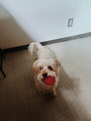 White and brown maltese yorkie dog carrying a red ball