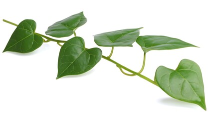 Naklejka premium Delicate herbaceous vine with vibrant heart-shaped leaves isolated on white