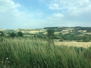Fototapeta premium Long green grass out of the window in the Midwest