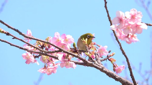 満開の早咲き桜、河津桜の花蜜を食べるメジロ  4K