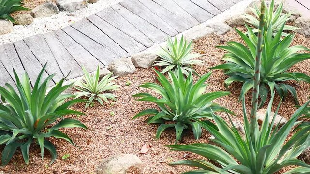Agave Plants Along Wooden Pathway