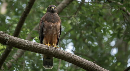 Hawk Perched Tree Branch Portrait: A hawk perched on a tree branch, looking directly at the viewer