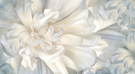 Flowers   tulips  and petals.  Floral  white  background. Petals tulips. Close-up. Nature.
