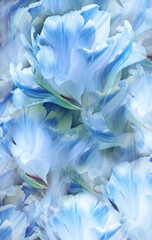 Fototapeta premium Tulips flowers and petals. Floral vertical background.