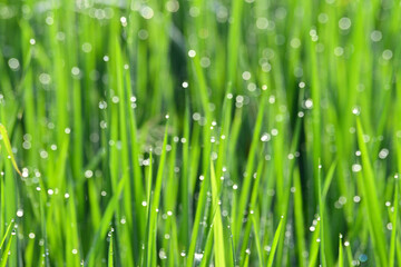 Blurred fresh grass on the rice field with dew drops close up in the morning. Green stalks of emerging grain with drops of morning dew. Spring in the countryside. Dew drops in the sun. Green fields.