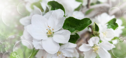 Floral spring background.  Close-up. Nature.