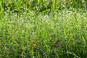 Fresh grass with dew drops in the morning