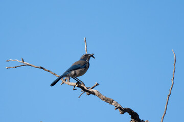 California Scrub Jay perched on deadwood branch looking to right with foraged food in beak