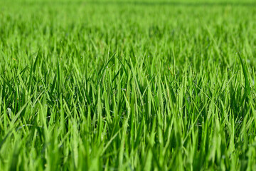 Fototapeta premium Photo of green grass on the rice field. Selective focus. Morning.