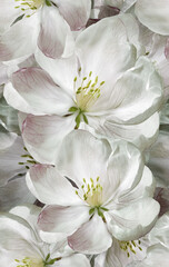 Seamless floral  background. Flowers and petals.  Close up.