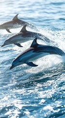 A pod of playful dolphins wallpaper for smartphone