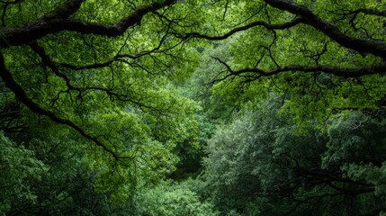 Lush Green Canopy  Forest Trees  Nature Background  Spring Foliage  Overhead View  Woodlan
