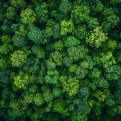 Naklejka premium Aerial View Lush Green Forest Canopy Dense Foliage (1)