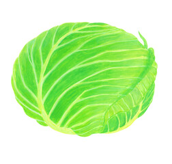 水彩で描いた緑色の丸ごとキャベツのイラスト