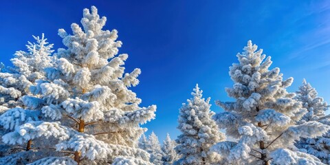 Snow covered pine trees with frosty branches against a blue winter sky, blue sky