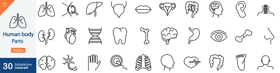 Human Body Parts Line Icons Set. Collection of 30 outline icons representing anatomy, organs, skeletal structure, muscles, and medical science. Editable stroke . vector illustration.