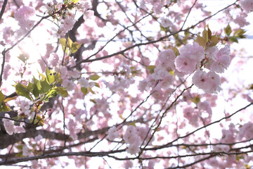 桜、春、日差し、ピンク、日本