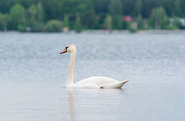 Fototapeta premium Graceful white Swan swimming in the lake, swans in the wild. Portrait of a white swan swimming on a lake.