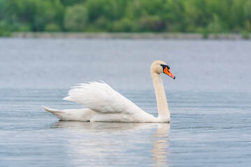 Graceful white Swan swimming in the lake, swans in the wild. Portrait of a white swan swimming on a lake.