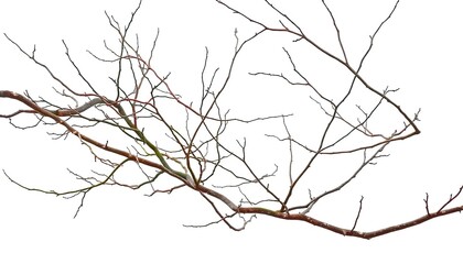 Obraz premium Bare, intertwined branches isolated against a pure white backdrop, brown, botanical