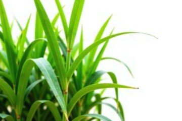 Obraz premium Fresh sugarcane stalk with green leaves isolated on white background, field, sugar cane, nature