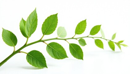 Fototapeta premium Delicate stem with leaves isolated on white background, nature, plant, green