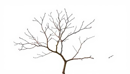 Obraz premium Intricate, bare branches isolated against a pure white backdrop, texture, bare