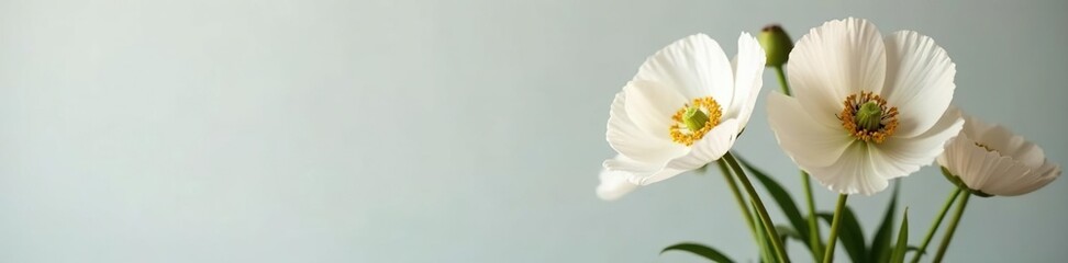 Obraz premium White poppy flower in a vase with fresh flowers, stems, bouquet, flowers