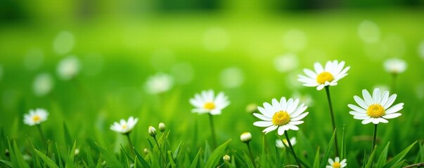 Fresh white daisies scattered on a lush green meadow, blooms, fresh, field © Patthama
