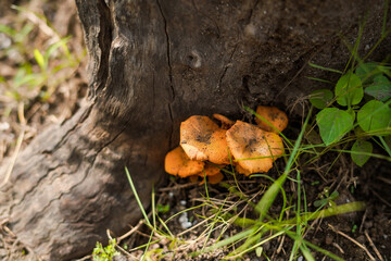 Jack-o'lantern mushroom, grows on dead logs