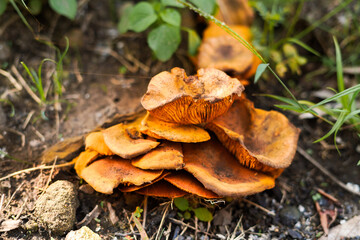 Jack-o'lantern mushrooms, growing in clusters