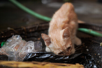 The little orange cat is eating a piece of meat in a black plastic bag.