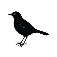 Blackbird Silhouette Vector Art | Black and White Blackbird Bird Illustration