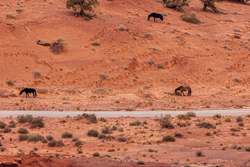 Horses seen on the open range at Monument Valley.