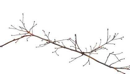 Fototapeta premium Delicate, bare branches isolated against a pure white backdrop, image, branches