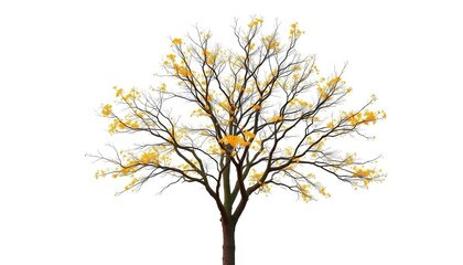 Obraz premium A lone deciduous tree, branches reaching skyward, against pure white, tree, autumn