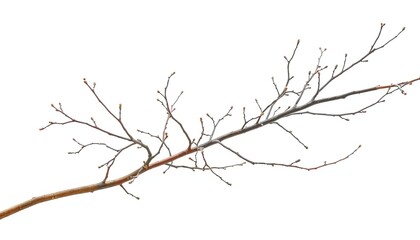 Intricate, bare branches isolated against a pure white backdrop, twigs, bare