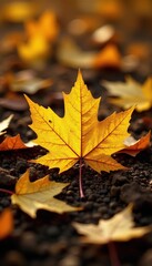 Golden yellow maple leaf scattered on the crunchy brown carpet of autumn leaves, golden, autumn, autumn colors