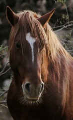 Obraz premium Portrait of a Wild Horse 